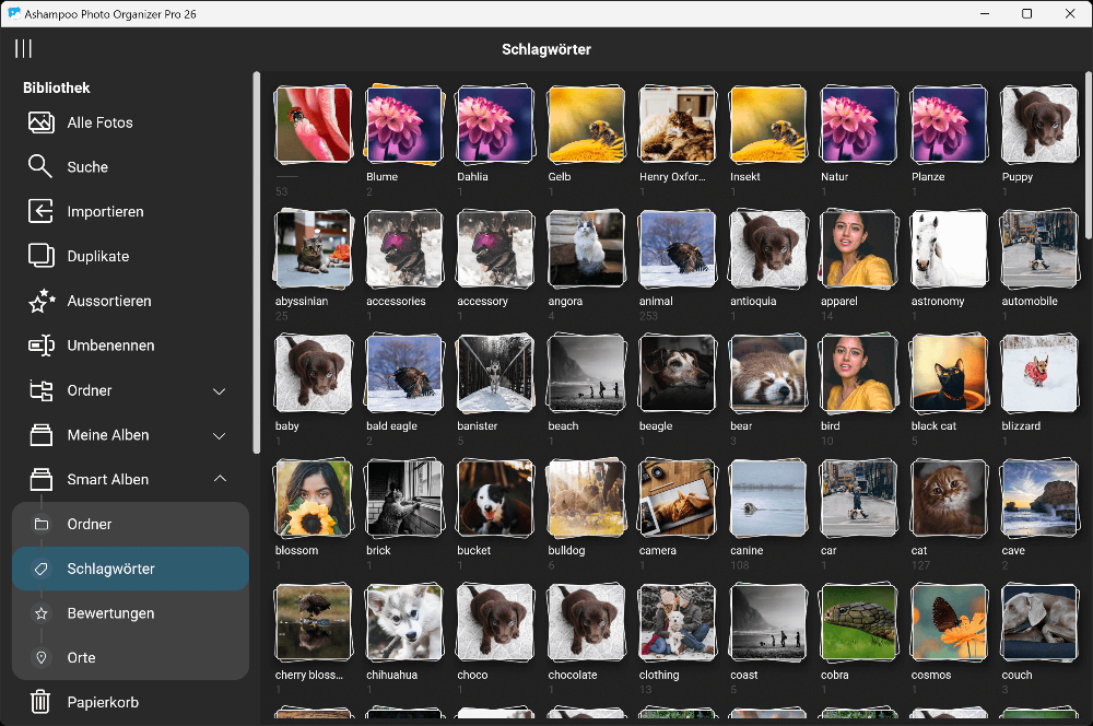 Ashampoo Photo Organizer Pro 26 – Produktbild